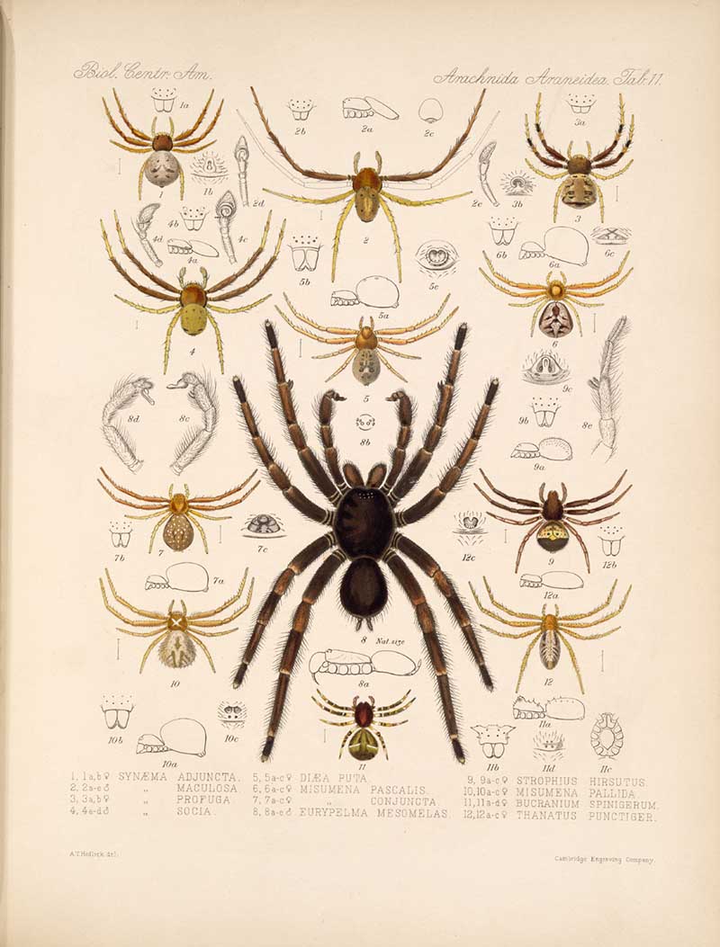 Central American Spiders