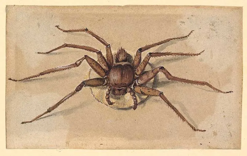 Dutch watercolour spider