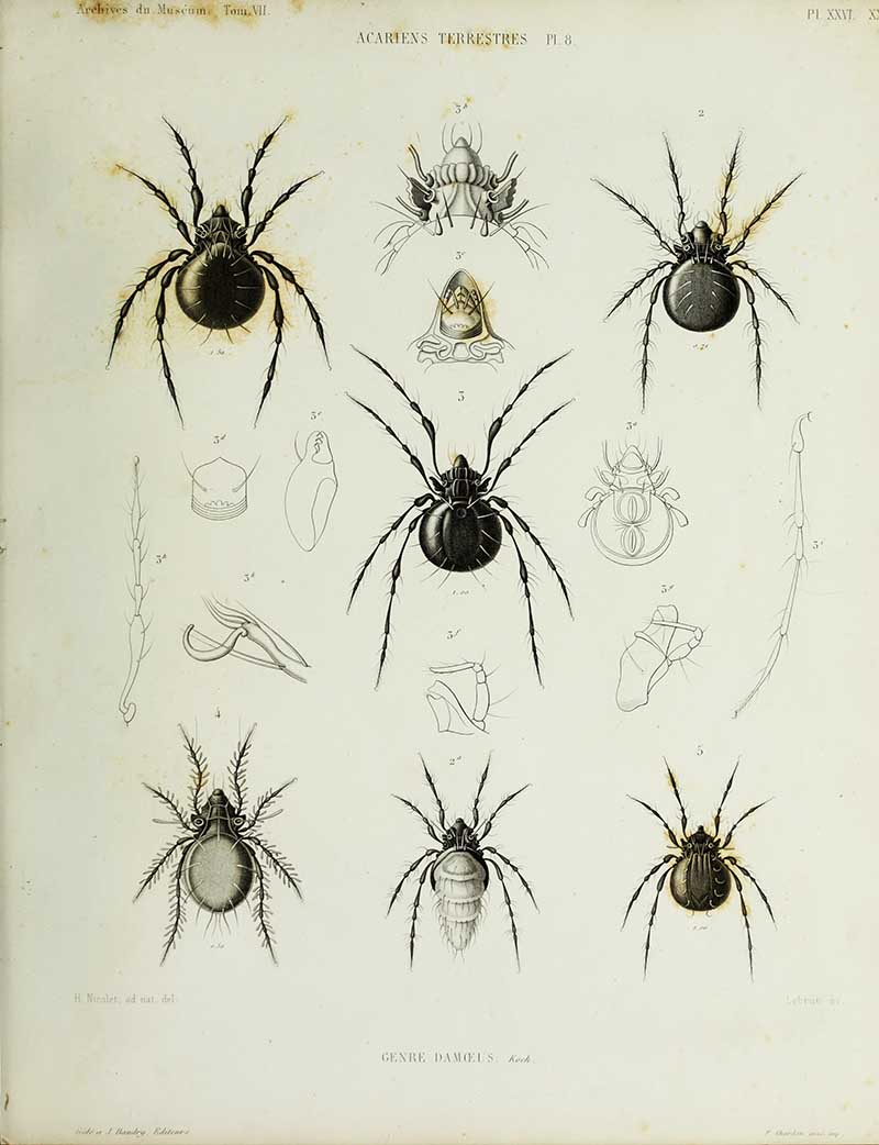 Nicolet Hercule French Spiders 1855