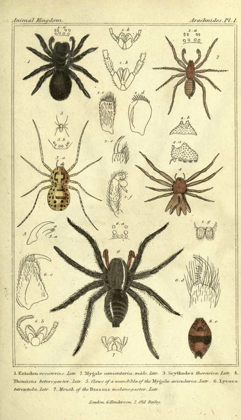Georges Cuvier Spider Chart