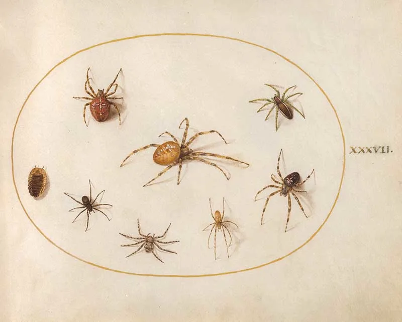 Joris Hoefnagel seven spiders and an insect