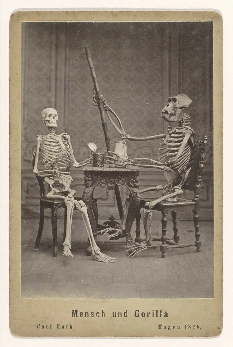 Human and gorilla skeleton