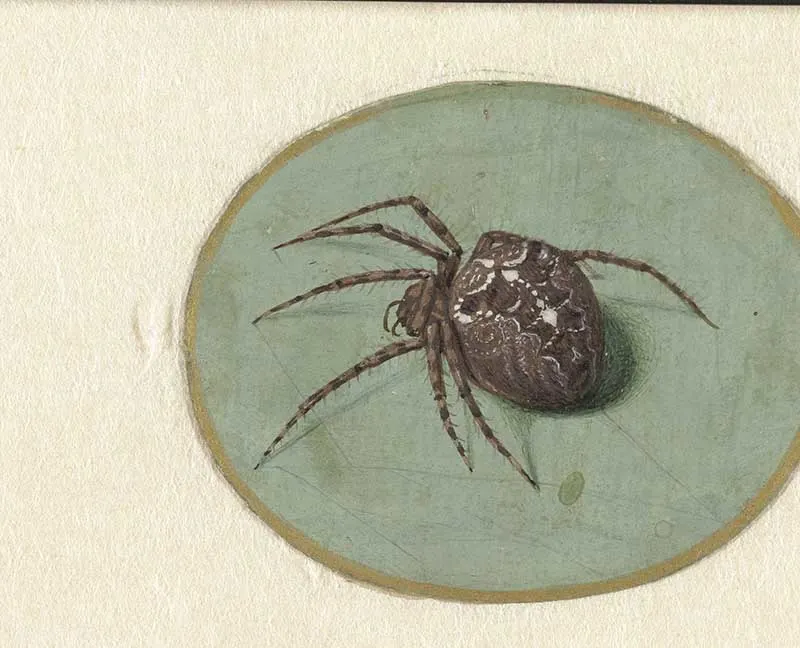 Jan Augustin van der Goes Spider