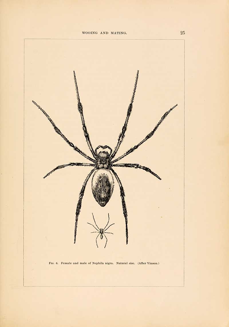 American Male and Female spiders