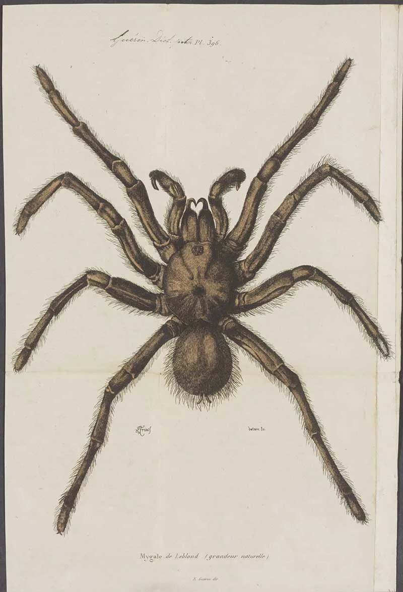 Mygale spider