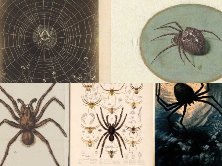 vintage spider illustrations feature