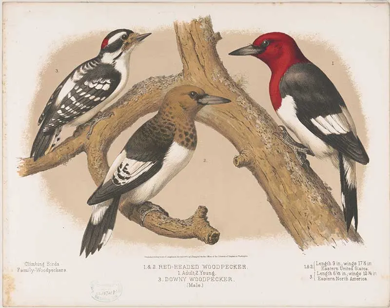 Various woodpeckers