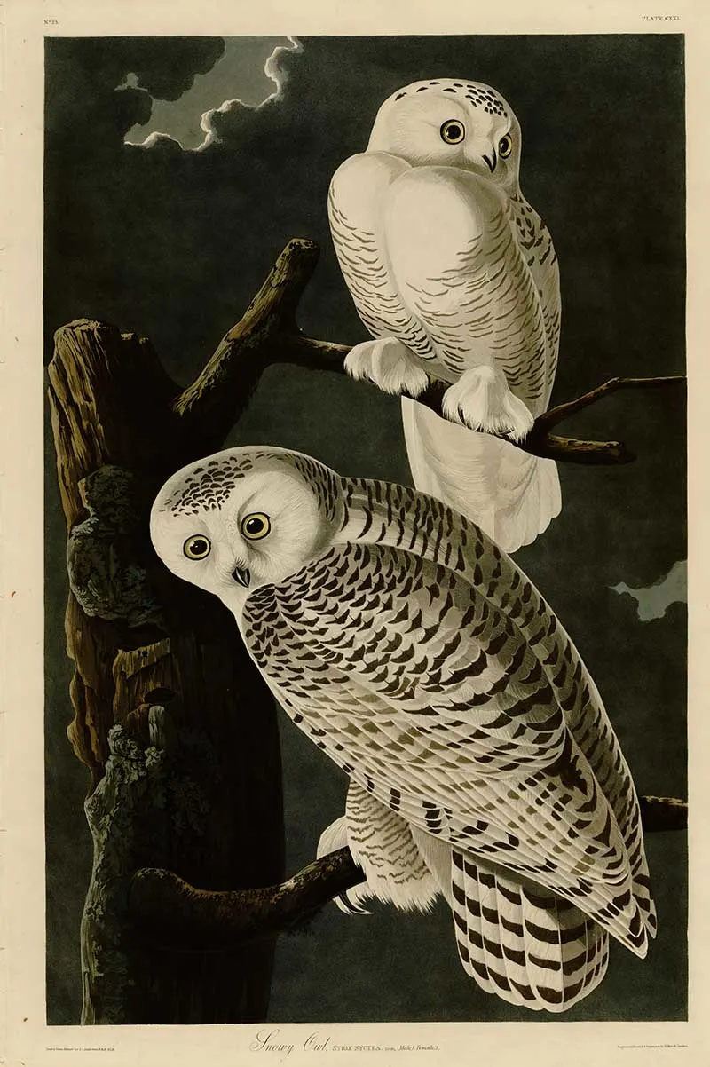 woodland animal prints snowy owls