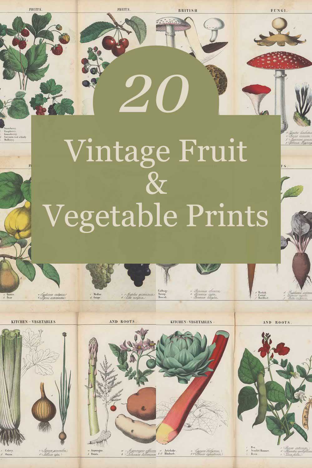 20 vintage fruit and vegetable prints pin