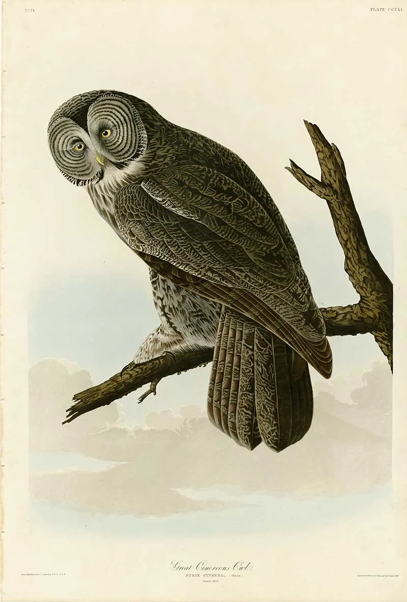 European eagle Owl Audubon