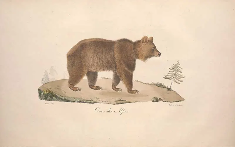 Adult brown bear vintage illustration