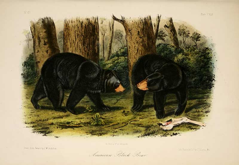 woodland animal prints a pair of black bears