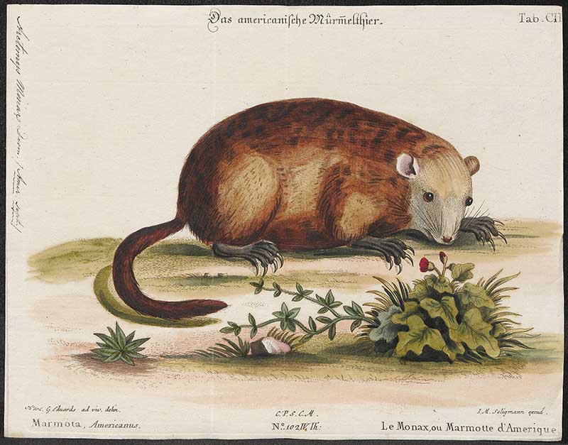 Vintage groundhog illustrations