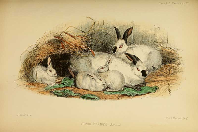 Family of European Rabbits vintage woodland animal print