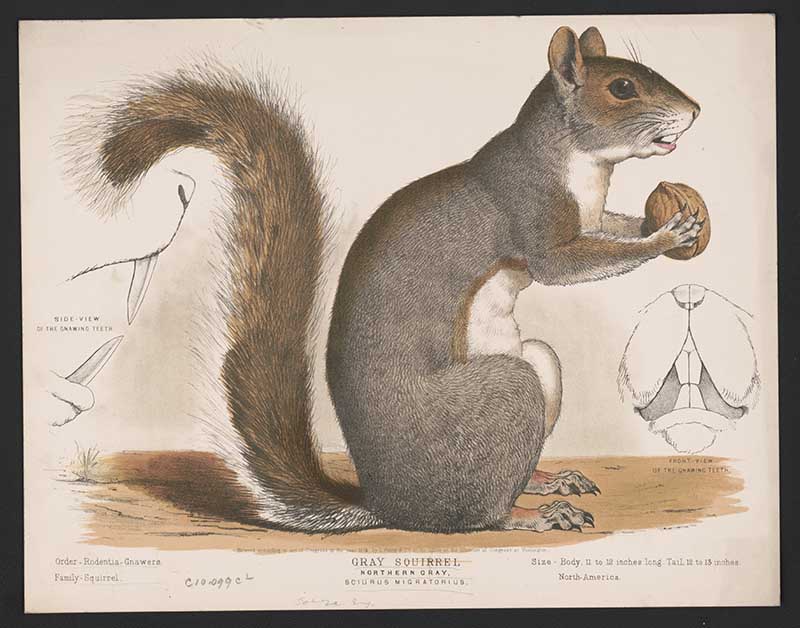 Grey squirrel vintage illustration woodland animal prints