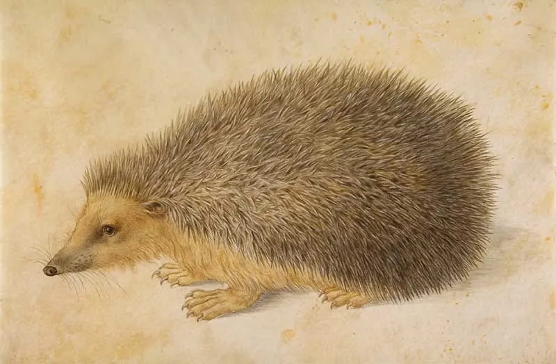 Hans Hoffman watercolour painting of a Hedgehog