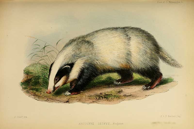 Hog badger vintage woodland animal print