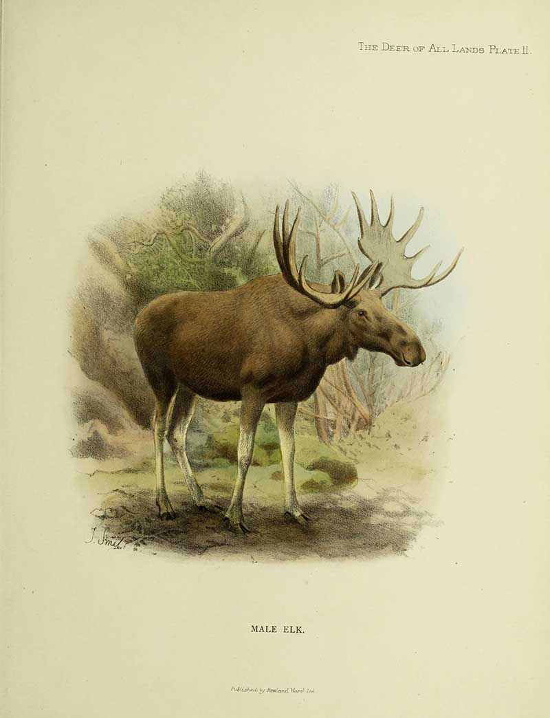 vintage woodland print of a moose/elk