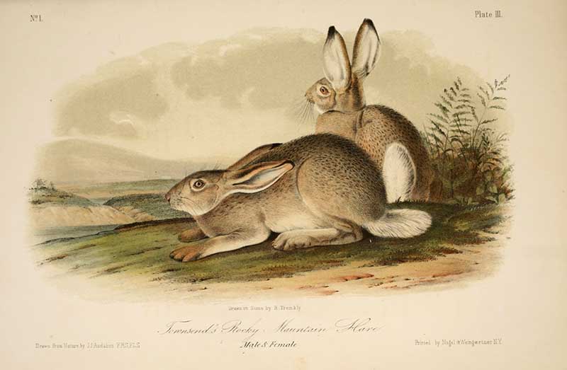 Townsends Rocky Mountain hares