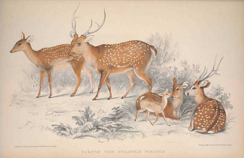 family of porcine deer