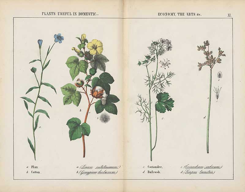 Cotton flax coriander and bulrush vintage vegetable world prints