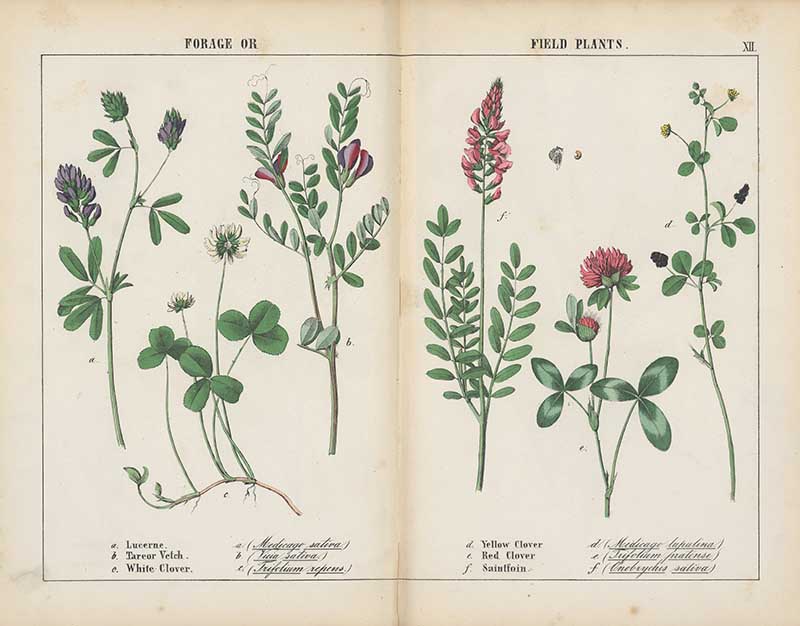 Various forage field plants including clover Charlotte Yonge