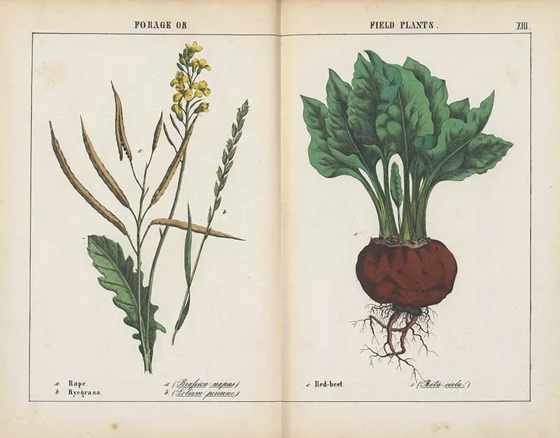 Forage or field vintage vegetable world illustrations by Charlotte Yonge