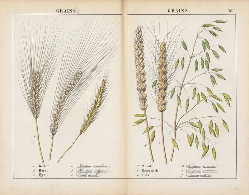 Vintage botanical prints grains