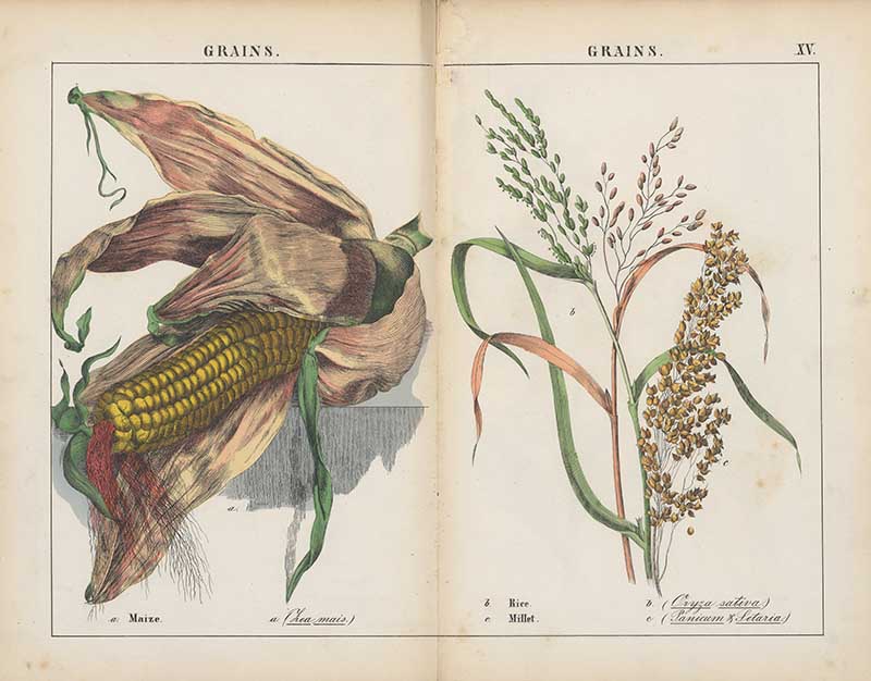 Vintage vegetable world illustrations maize, rice and millet
