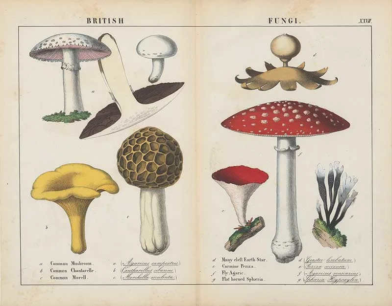 British fungi by Charlotte Yonge