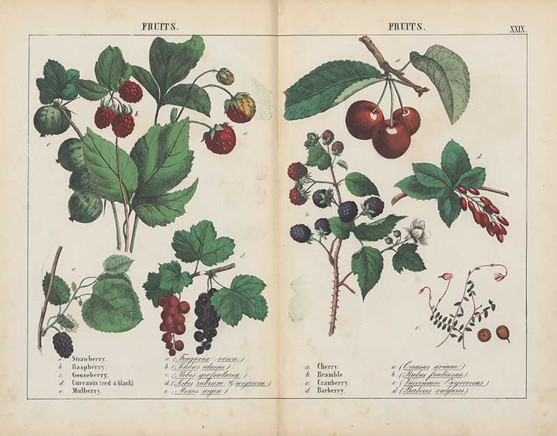 Vintage fruit and vegetable prints Berries