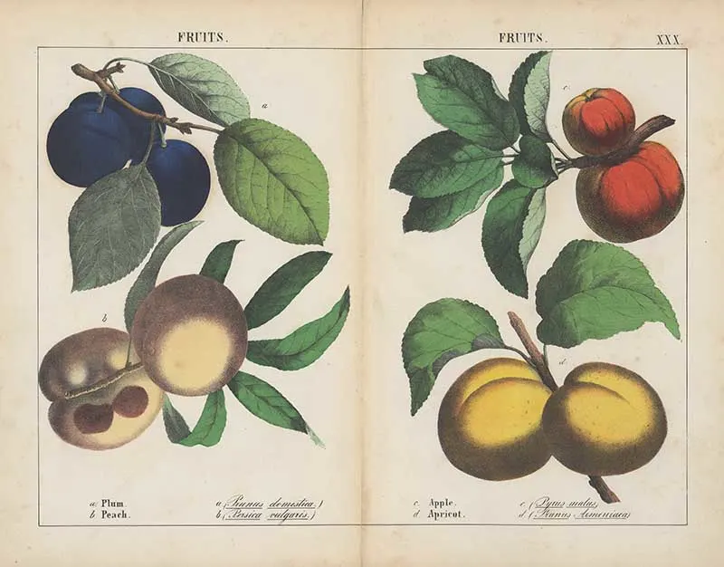 Charlotte Yonge vintage fruit illustrations
