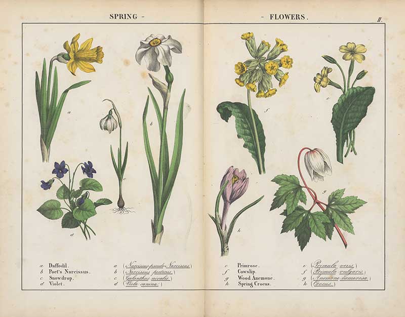 Charlotte yonge illustration of Spring flowers