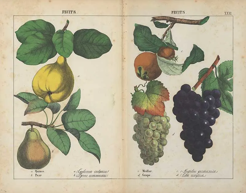 Charlotte Yonge vintage fruit illustrations