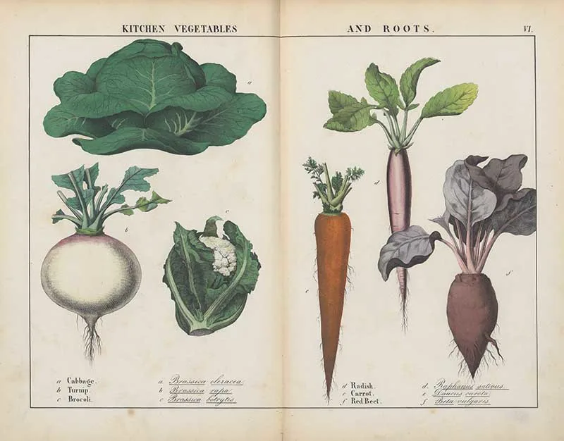 vintage vegetable prints of kitchen and root vegetables