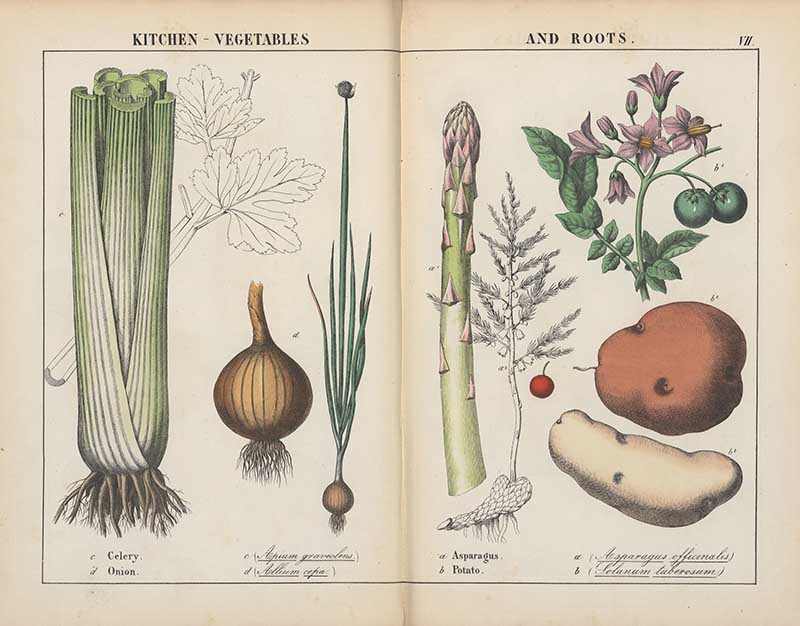 Vintage kitchen and root vegetables print