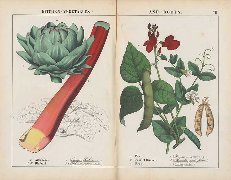 Rhubarb artichoke peas and beans vintage vegetable prints
