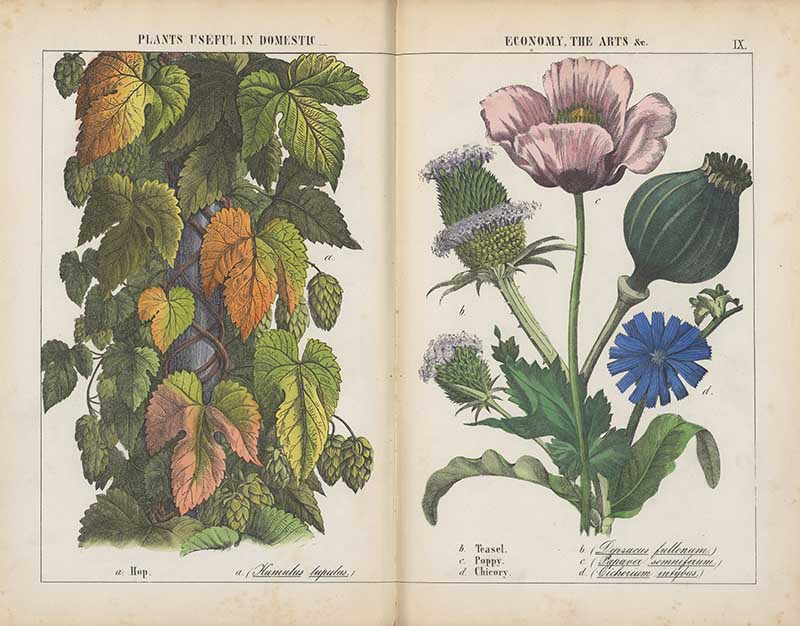 Plants from the vegetable world important in the domestic economy and arts