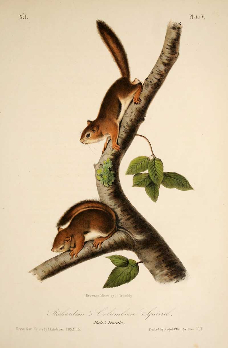 Richardson's Columbian squirrels by John Audubon