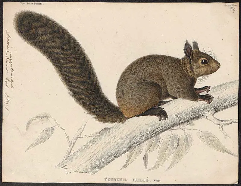 variegated squirrel