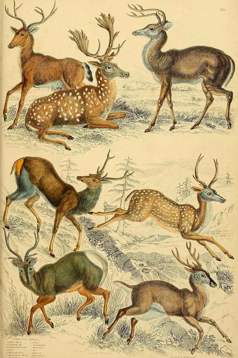 Various species of deer