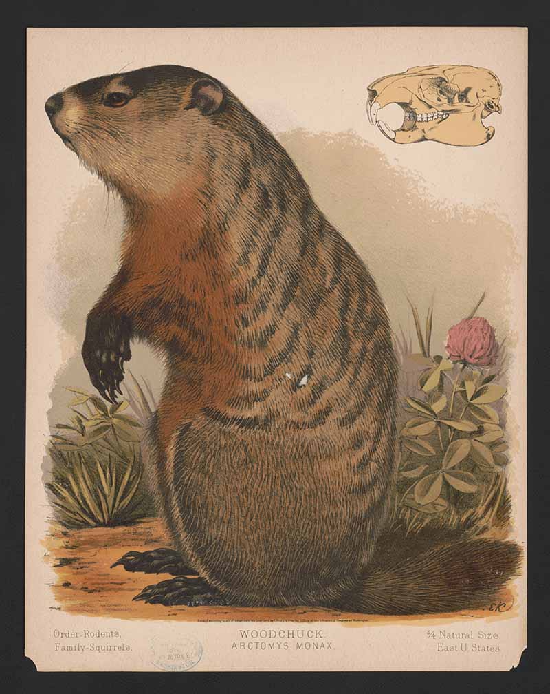 Vintage woodland animal print of a woodchuck