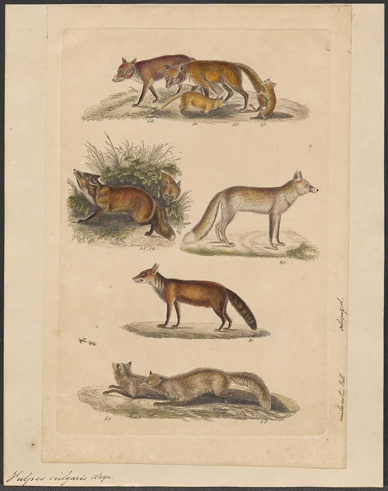 common foxes illustration