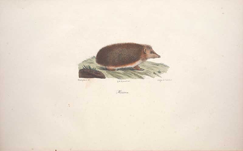 woodland animal print of a hedgehog