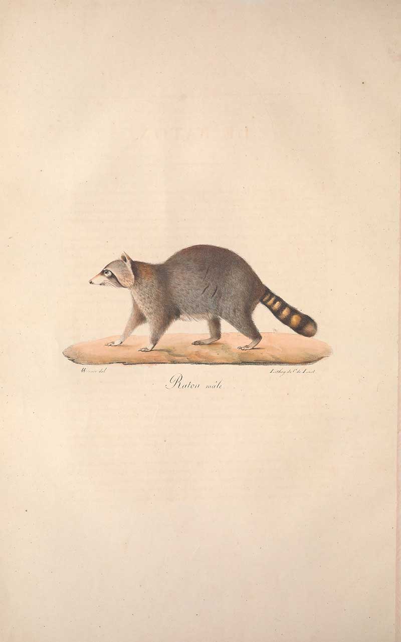 vintage woodland illustration of a racoon