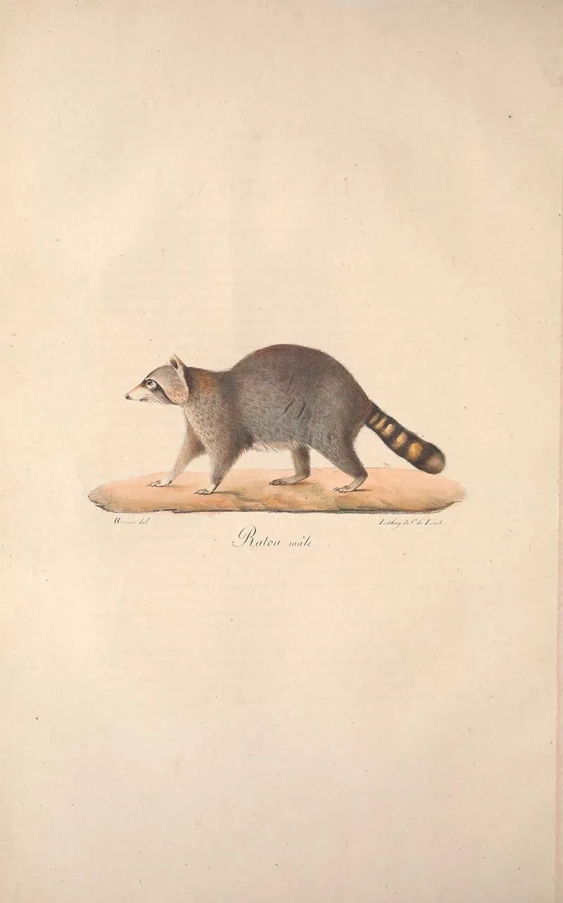 vintage woodland illustration of a racoon