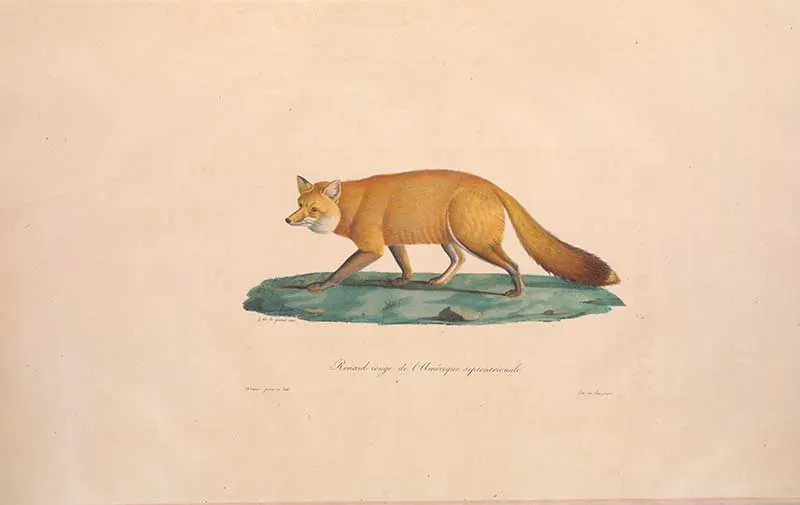 vintage illustration of a red fox
