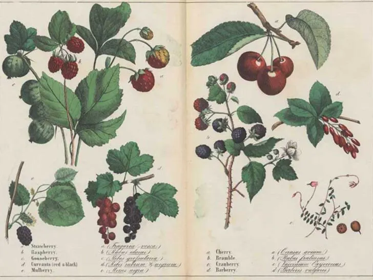vintage fruit illustration feature image