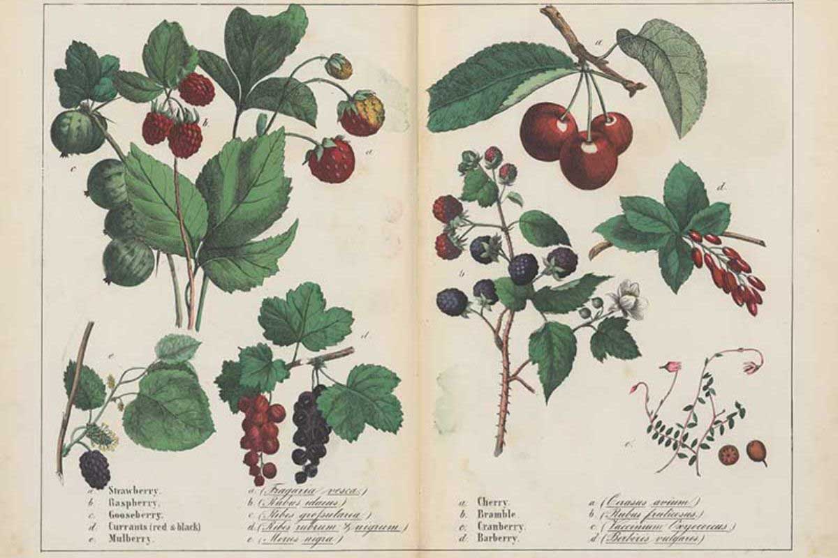 vintage fruit illustration feature image