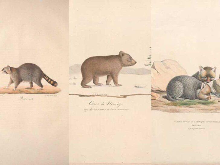 Vintage woodland animal prints feature